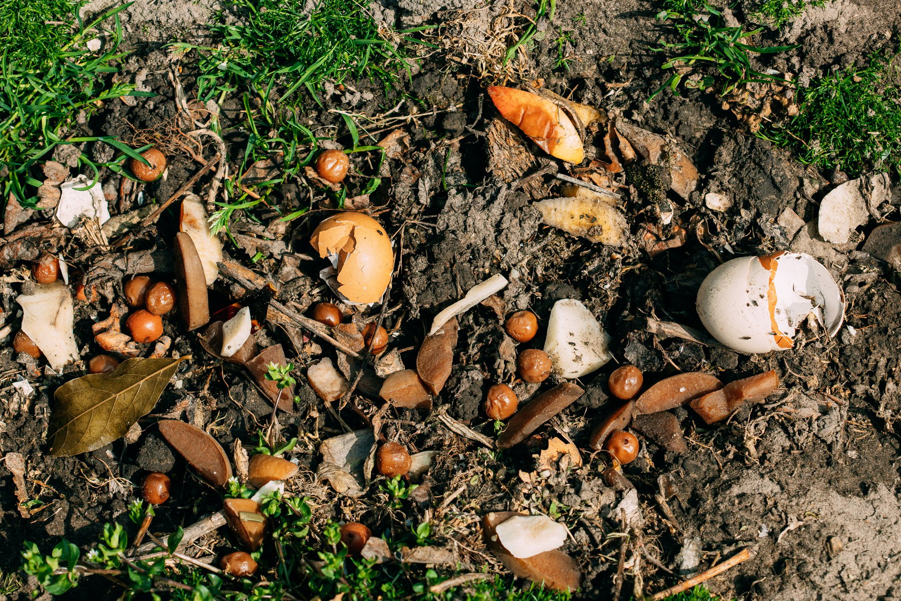 Compost From Spilled Food Waste On Ground, Humus, Manure. Ro