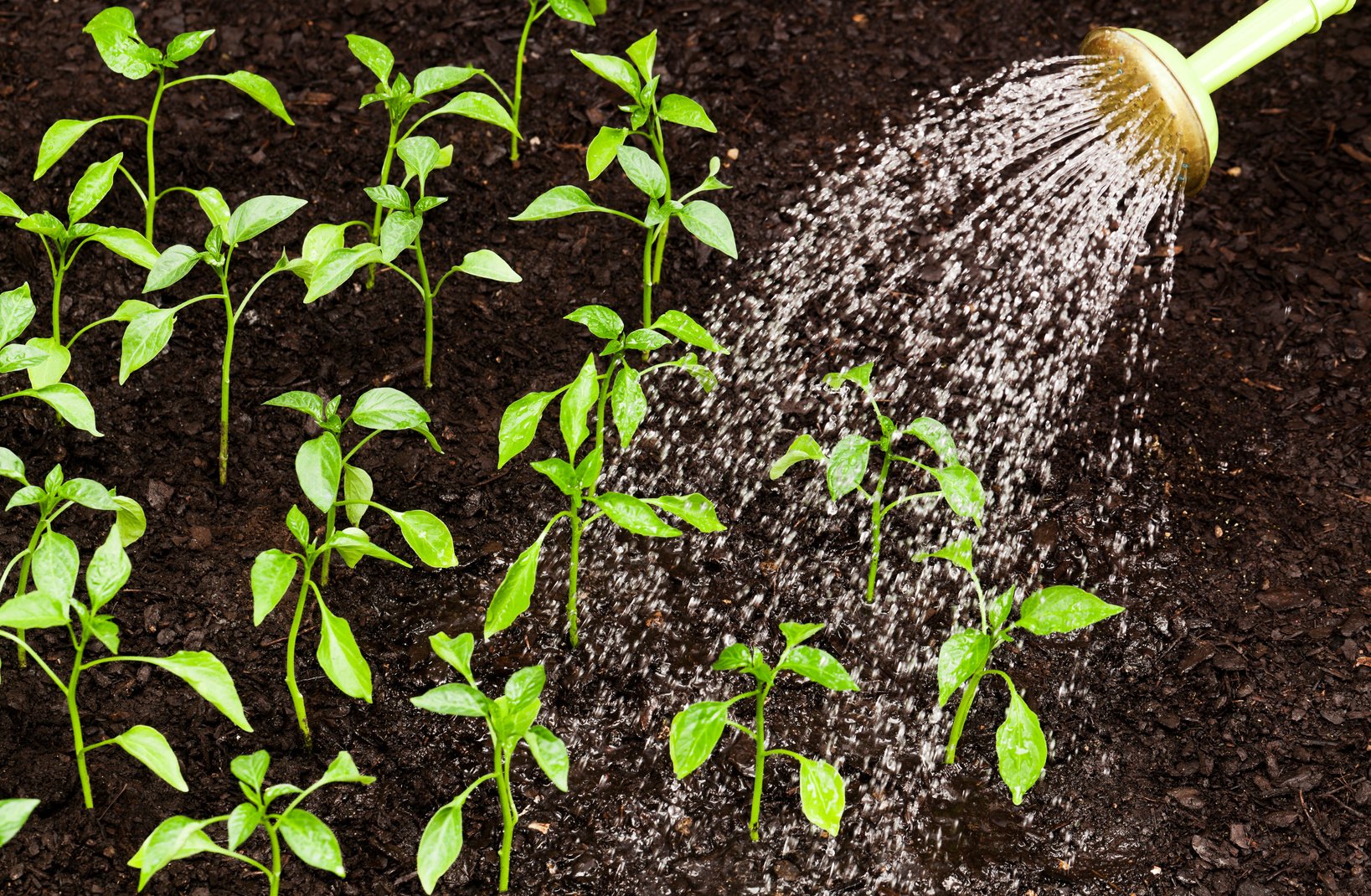 Watering plants