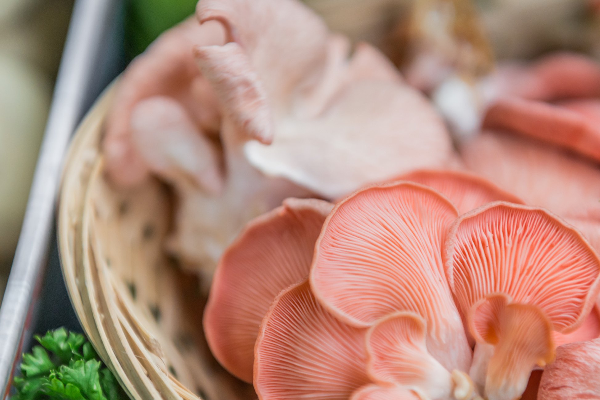 Pink Oyster mushrooms